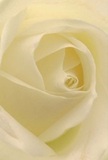 This intimate image invites the viewer deep into the heart of a creamy white rose, its petals unfurling in perfect, spiralling formation-like the welcoming arms of Harrow's neighbourhood streets. The bloom's soft, almost translucent texture is set aglow by gentle morning light, while delicate shadows brush along the folds, creating an atmosphere of peace and contemplation. The close-up perspective conveys not just the rose's physical beauty, but also the emotion and artistry poured into every arrangement by Harrow's local florists. Ideal for expressing sympathy, offering admiration, or celebrating a new chapter-perhaps delivered to a home near Headstone Manor or as a thoughtful gesture after a quiet stroll through West Harrow Park. The imagined scent is subtle and pure, carrying a promise of comfort and grace. In this floral moment, every petal seems to cradle a silent message: one of hope, respect, and genuine care, echoing the heart of the Harrow community with each handcrafted bouquet.